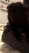 8 wk Pomeranian puppy Image eClassifieds4u 3