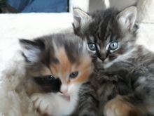 Half Ragdoll Calico kittens Image eClassifieds4u 4