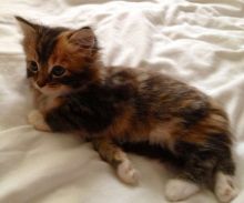 Half Ragdoll Calico kittens Image eClassifieds4u 3