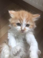 Half Ragdoll Calico kittens Image eClassifieds4u 2