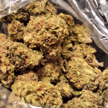 Quality medical marijuana, oil, wax, hash, xans, viagra, diazapam, percocet and more