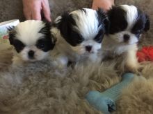 Super adorable Japanese Chin Puppies