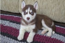 Siberian husky puppies Available