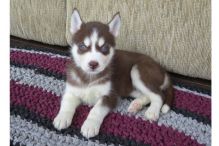 Siberian husky puppies Available