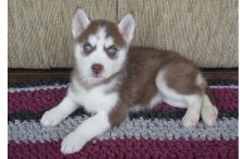 Siberian husky puppies Available