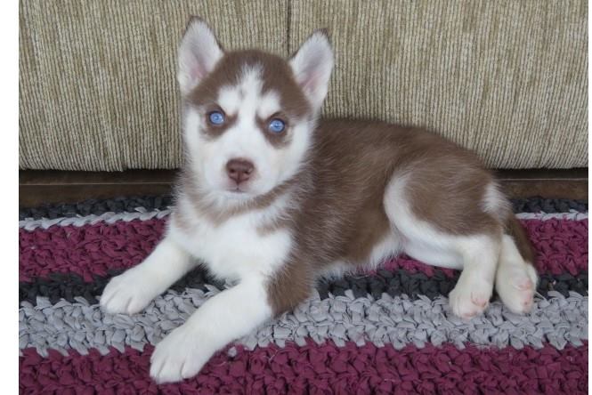 Siberian husky puppies Available Image eClassifieds4u