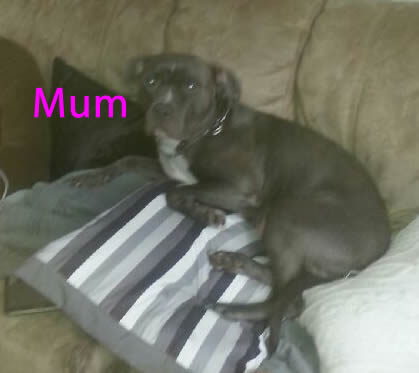 Adorable xl Pitbull Puppies Image eClassifieds4u