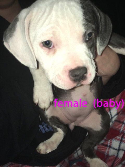 Adorable xl Pitbull Puppies Image eClassifieds4u