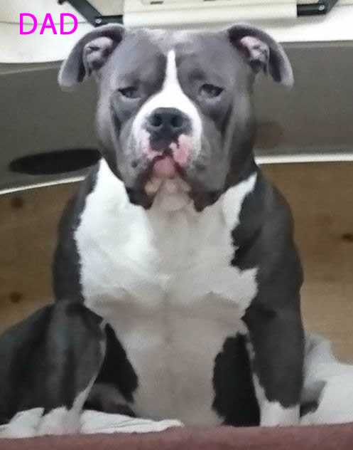 Adorable xl Pitbull Puppies Image eClassifieds4u