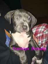 Adorable xl Pitbull Puppies Image eClassifieds4u 4