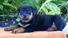 13 weeks old Rottweiler Puppies for Adoption