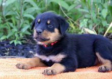 2 Playful and Affectionate Rottweiler Puppies Available
