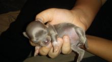 5 Purebred deerhead chihuahua puppies