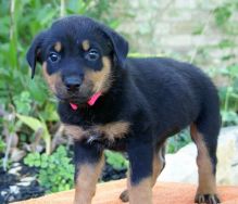 AKC Reg German Rottweiler Puppies