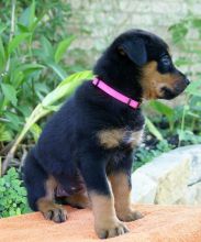 Awesome Rottweiler Puppies for Adoption