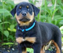 Male and female Rottweiler puppies for pet lovers.