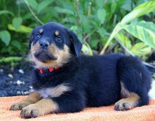 Sweet & playful Rottweiler for adoption