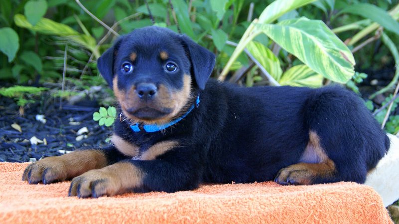 13 weeks old Rottweiler Puppies for Adoption Image eClassifieds4u