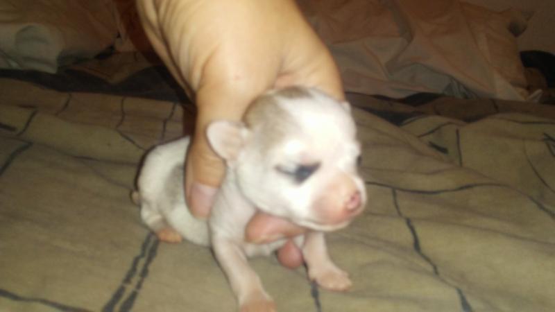 5 Purebred deerhead chihuahua puppies Image eClassifieds4u