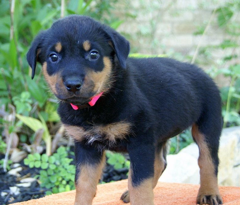 AKC Reg German Rottweiler Puppies Image eClassifieds4u