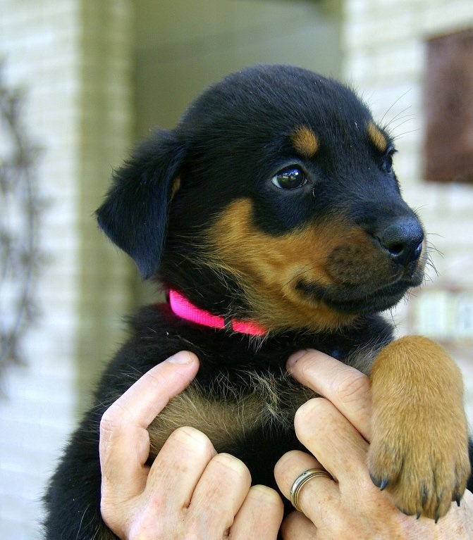 Free to a good home! Beautiful Rottweiler! Image eClassifieds4u