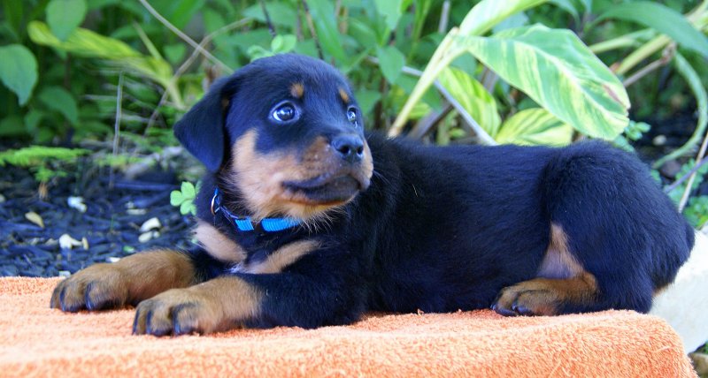 Healthy Male and Female Rottweiler puppies Image eClassifieds4u