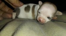 5 Purebred deerhead chihuahua puppies Image eClassifieds4u 4