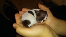 5 Purebred deerhead chihuahua puppies Image eClassifieds4u 3