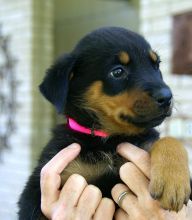 Free to a good home! Beautiful Rottweiler! Image eClassifieds4U