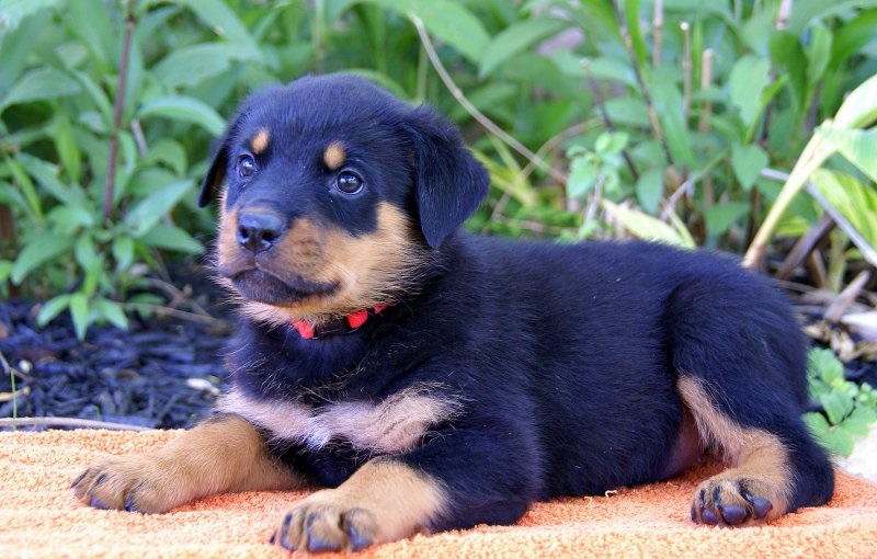 Special little Rottweiler puppies Image eClassifieds4u