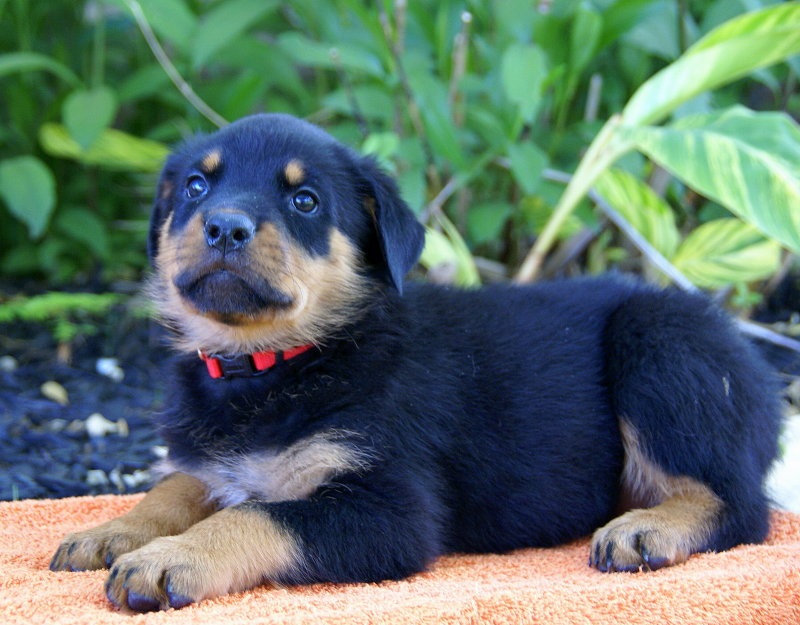 Sweet & playful Rottweiler for adoption Image eClassifieds4u