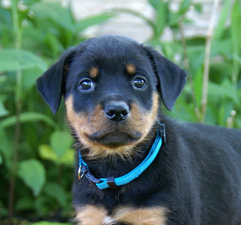 Top Quality Rottweiler Puppies Image eClassifieds4u