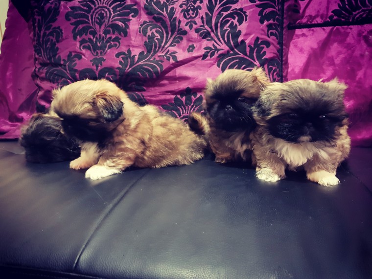Excellent Pekingese Puppies For Sale Image eClassifieds4u