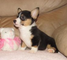 ..Well Trained Welsh Corgi Puppies.. Image eClassifieds4u 1