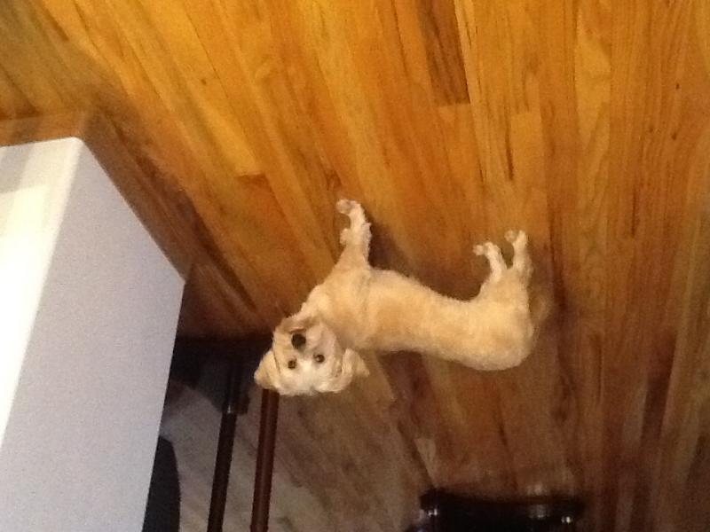 MORKIE Image eClassifieds4u