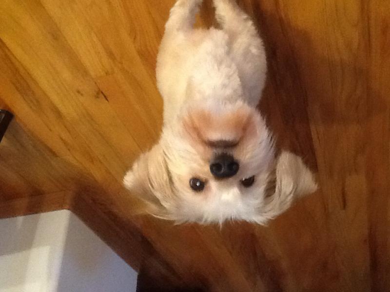 Morkie Image eClassifieds4u