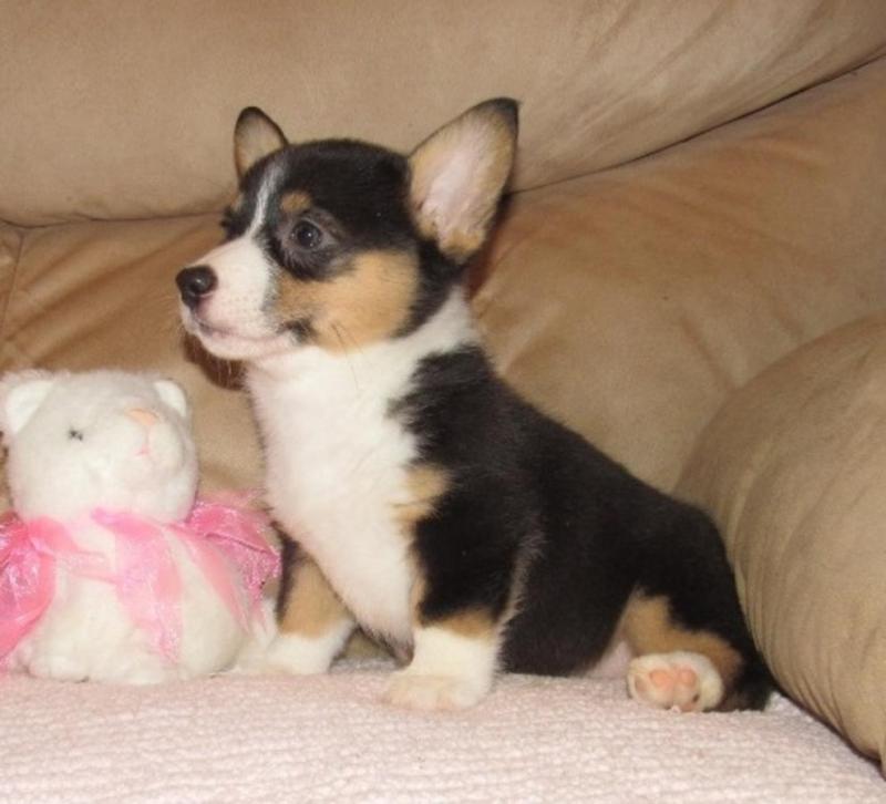 ..Well Trained Welsh Corgi Puppies.. Image eClassifieds4u