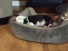 Pit puppy 12 weeks