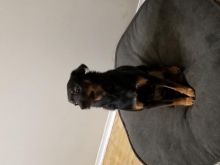 German shepherd & rotti mix Image eClassifieds4U