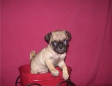 Pug puppies