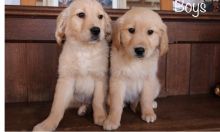 Stunning AKC Litter Of Golden Retriever Puppies.