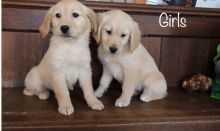 Stunning AKC Litter Of Golden Retriever Puppies. Image eClassifieds4u 2