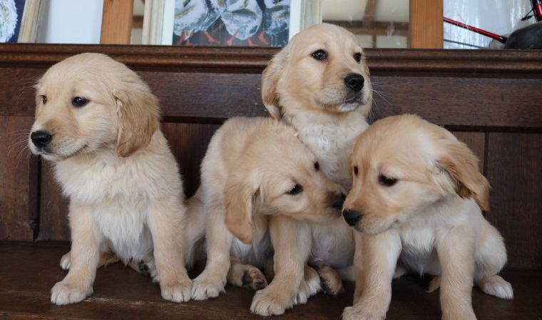 Stunning AKC Litter Of Golden Retriever Puppies. Image eClassifieds4u