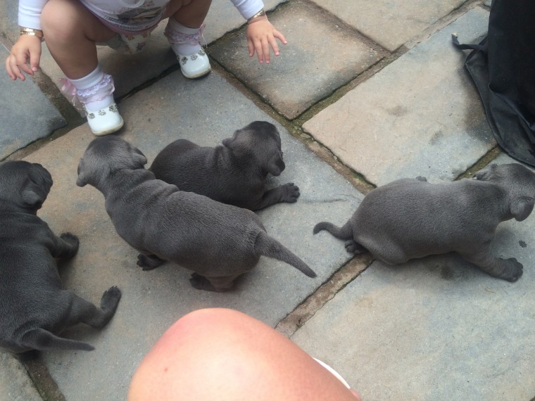 **Blue American Staffordshire terrier puppies Available** Image eClassifieds4u