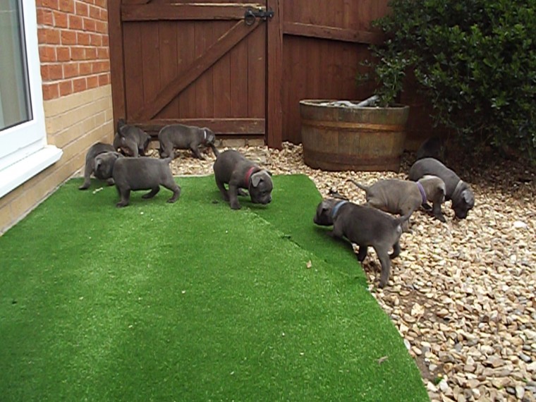 *** Blue American Staffordshire terrier puppies Available*** Image eClassifieds4u