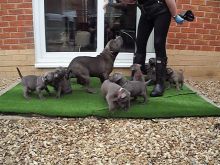 **Blue American Staffordshire terrier puppies Available**