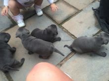 **Blue American Staffordshire terrier puppies Available**