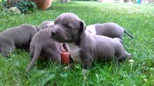 *** Blue American Staffordshire terrier puppies Available***