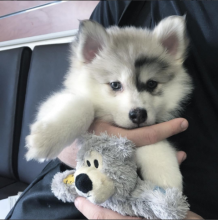 Pomsky Puppies 701-369-7581