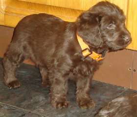 Cute labrador retriever puppy for adoption Image eClassifieds4u